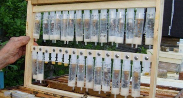 Jak odstranit včelí královny v lékařských stříkačkách?